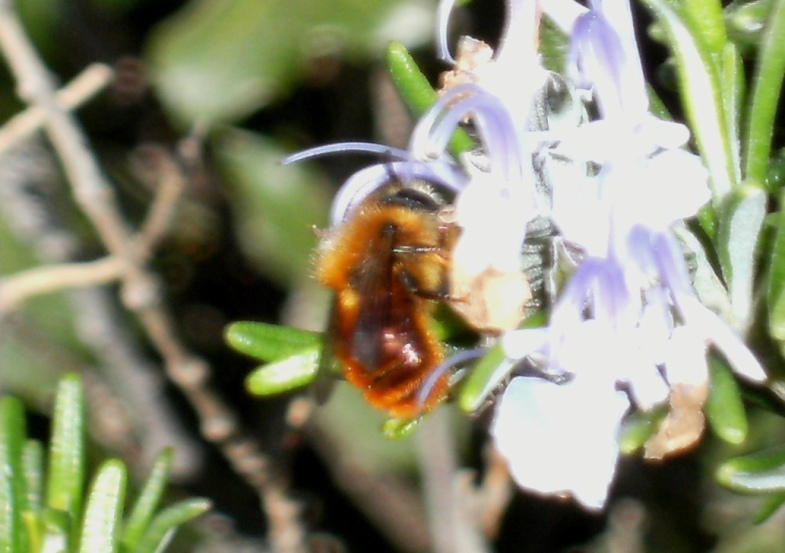 Imenottero rosso: forse Anthophoridae o Eucera sp.